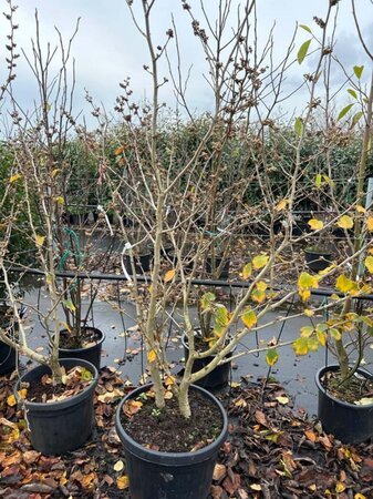 Hamamelis int. 'Barmstedt Gold' 150-175 cm cont. 40L solitair - afbeelding 1