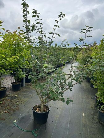 Hamamelis int. 'Barmstedt Gold' 150-175 cm cont. 40L single - image 2