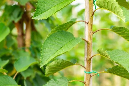 Prunus a. 'Early Rivers'(lindekers) 8-10 Halfstam wortelgoed - afbeelding 2