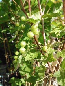 Ribes rubrum (white) 70 cm vierkant 2L - afbeelding 1