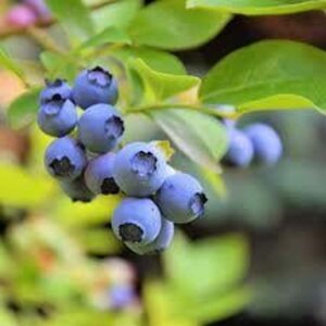 Vaccinium c. 'Northland' 40-50 cm cont. 3,0L - afbeelding 1