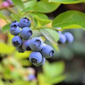 Vaccinium c. 'Northland' 40-50 cm cont. 3,0L - afbeelding 2