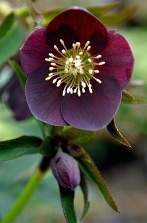 Helleborus o. 'Pretty Ellen Purple' geen maat specificatie 0,55L/P9cm