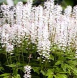 Tiarella 'Iron Butterfly' geen maat specificatie 0,55L/P9cm - afbeelding 1