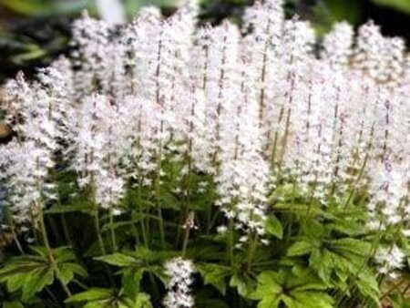 Tiarella 'Iron Butterfly' geen maat specificatie 0,55L/P9cm - afbeelding 2