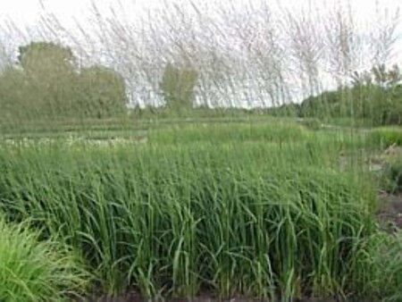 Molinia caerulea 'Heidebraut' geen maat specificatie cont. 3,0L - afbeelding 1