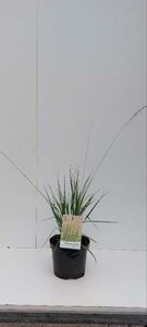 Molinia caerulea 'Heidebraut' geen maat specificatie cont. 3,0L - afbeelding 2