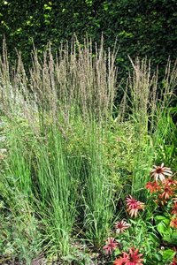 Molinia caerulea 'Moorhexe' geen maat specificatie cont. 3,0L - afbeelding 3