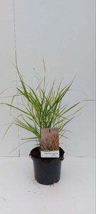 Panicum virgatum 'Rotstrahlbusch' geen maat specificatie cont. 3,0L - afbeelding 3