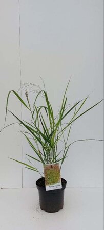 Panicum virgatum 'Squaw' geen maat specificatie cont. 3,0L - afbeelding 2