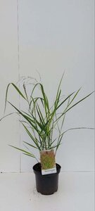 Panicum virgatum 'Squaw' geen maat specificatie cont. 3,0L - image 2