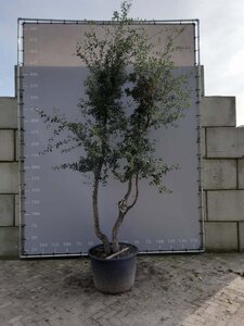 Quercus suber 300-350 cm draadkluit meerstammig