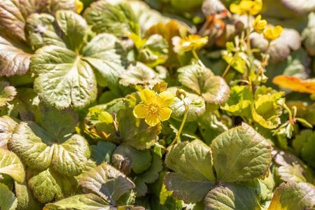 Waldsteinia ternata geen maat specificatie cont. 1L - afbeelding 2