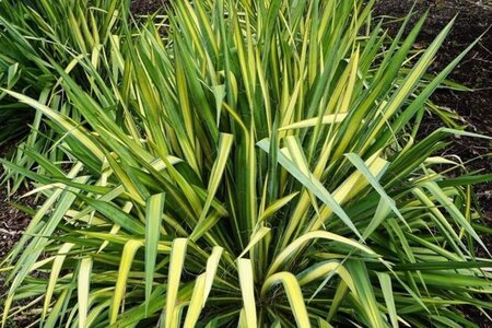 Yucca flaccida 'Golden Sword' geen maat specificatie 0,55L/P9cm