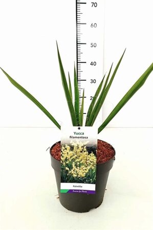 Yucca filamentosa geen maat specificatie cont. 3,0L - afbeelding 5