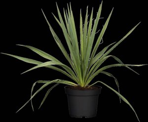 Yucca filamentosa geen maat specificatie cont. 3,0L - afbeelding 3