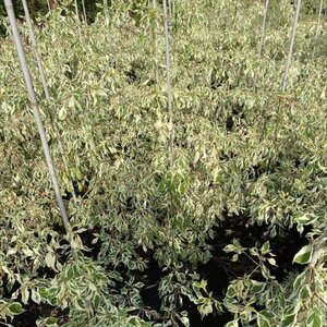 Cornus controversa 'Variegata' 80-100 cm met kluit - afbeelding 5