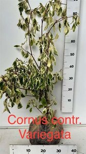 Cornus controversa 'Variegata' 80-100 cm met kluit - afbeelding 4