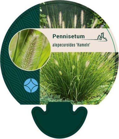 Pennisetum al. 'Hameln' geen maat specificatie 0,55L/P9cm - afbeelding 20