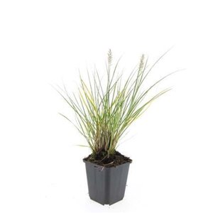 Pennisetum al. 'Hameln' geen maat specificatie 0,55L/P9cm - afbeelding 11