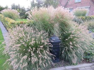 Pennisetum al. 'Hameln' geen maat specificatie 0,55L/P9cm - afbeelding 16