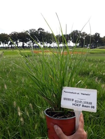 Pennisetum al. 'Hameln' geen maat specificatie 0,55L/P9cm - afbeelding 15