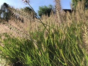 Pennisetum al. 'Hameln' geen maat specificatie 0,55L/P9cm - afbeelding 1