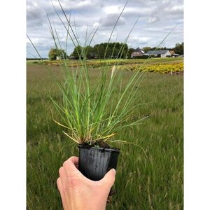 Pennisetum al. 'Hameln' geen maat specificatie 0,55L/P9cm - afbeelding 4