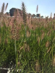 Pennisetum al. 'Hameln' geen maat specificatie 0,55L/P9cm - afbeelding 7