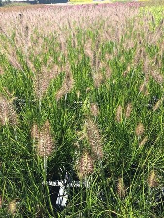 Pennisetum al. 'Hameln' geen maat specificatie 0,55L/P9cm - afbeelding 8