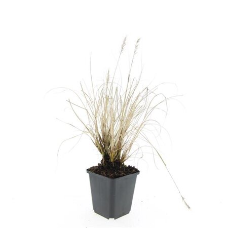 Pennisetum al. 'Hameln' geen maat specificatie 0,55L/P9cm - afbeelding 21