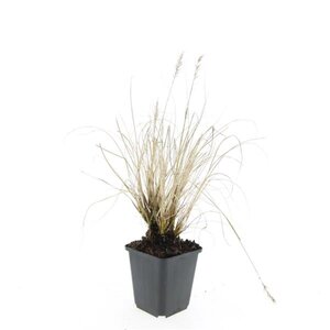 Pennisetum al. 'Hameln' geen maat specificatie 0,55L/P9cm - afbeelding 21