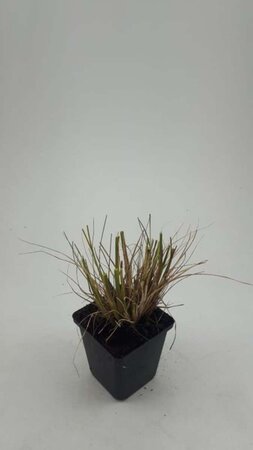 Pennisetum al. 'Hameln' geen maat specificatie 0,55L/P9cm - afbeelding 22