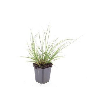 Pennisetum al. 'Hameln' geen maat specificatie 0,55L/P9cm - afbeelding 23