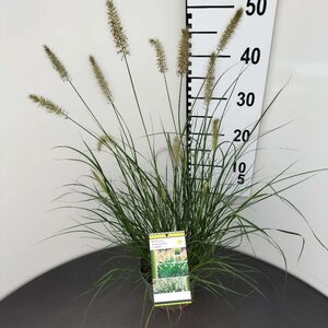 Pennisetum al. 'Hameln' geen maat specificatie 0,55L/P9cm - afbeelding 27