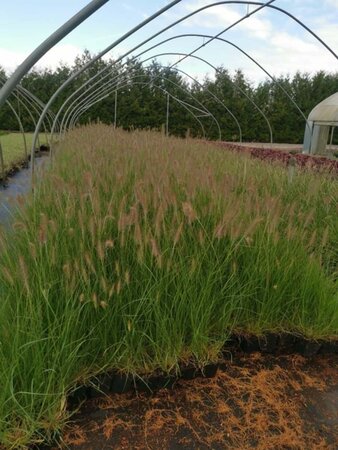 Pennisetum al. 'Hameln' geen maat specificatie 0,55L/P9cm - afbeelding 13