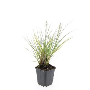 Pennisetum al. 'Hameln' geen maat specificatie 0,55L/P9cm - afbeelding 24