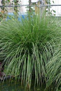 Pennisetum al. 'Hameln' geen maat specificatie 0,55L/P9cm - afbeelding 14