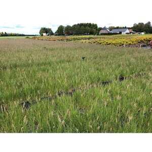 Pennisetum al. 'Hameln' geen maat specificatie 0,55L/P9cm - afbeelding 6