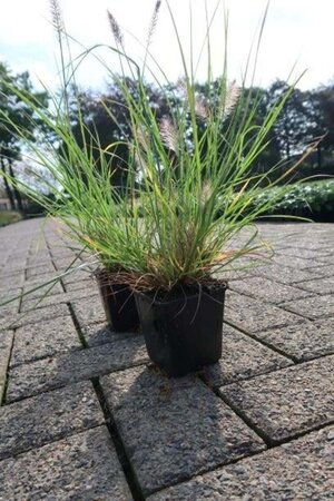 Pennisetum al. 'Hameln' geen maat specificatie 0,55L/P9cm - afbeelding 9