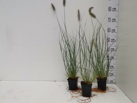 Pennisetum al. 'Hameln' geen maat specificatie 0,55L/P9cm - afbeelding 29