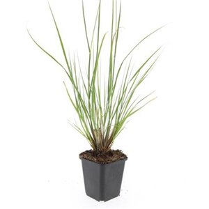 Pennisetum al. 'Hameln' geen maat specificatie 0,55L/P9cm - afbeelding 25