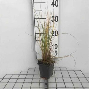 Pennisetum al. 'Hameln' geen maat specificatie 0,55L/P9cm - afbeelding 28