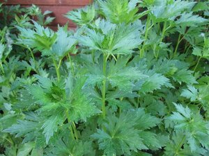 Aconitum carm. 'Arendsii' geen maat specificatie 0,55L/P9cm - afbeelding 1