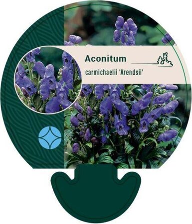 Aconitum carm. 'Arendsii' geen maat specificatie 0,55L/P9cm - afbeelding 3