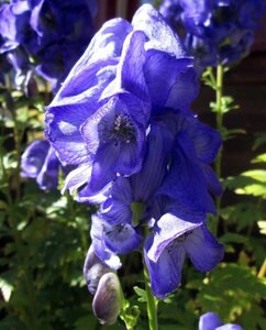 Aconitum carm. 'Arendsii' geen maat specificatie 0,55L/P9cm - afbeelding 2