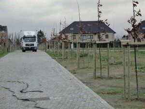 Boompakket middelgroot - hoogstam bomen 12-14/18-20 - - afbeelding 1