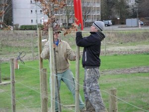 Boompakket middelgroot - hoogstam bomen 12-14/18-20 - - afbeelding 2