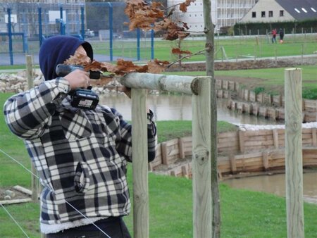 Boompakket middelgroot - hoogstam bomen 12-14/18-20 - - afbeelding 4