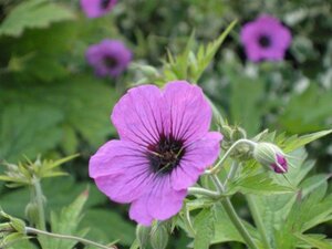 Geranium psilostemon geen maat specificatie 0,55L/P9cm